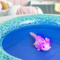 Fingerlings baby axolotl w puhallettava allas